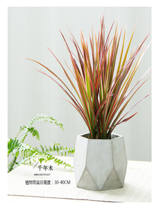 宁波海曙盆景出租